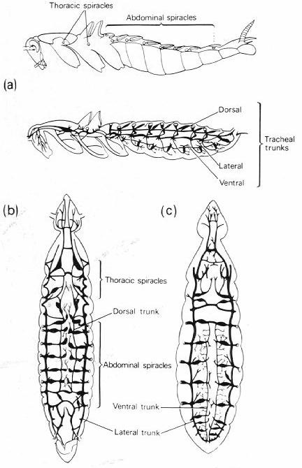 Evolution and the body systems of the earthworm, crayfish 